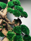 Greenwood - Maverick (Preserved Plants)