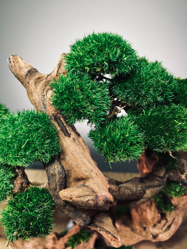 Greenwood - Maverick (Preserved Plants)