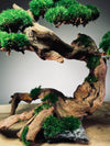 Greenwood - Maverick (Preserved Plants)