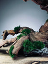 Greenwood - Maverick (Preserved Plants)