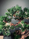Blackwood Cliff - Medium version (Preserved Plants)