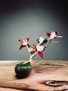 A Small Tree in the East - Star Blossom (Preserved Plants)