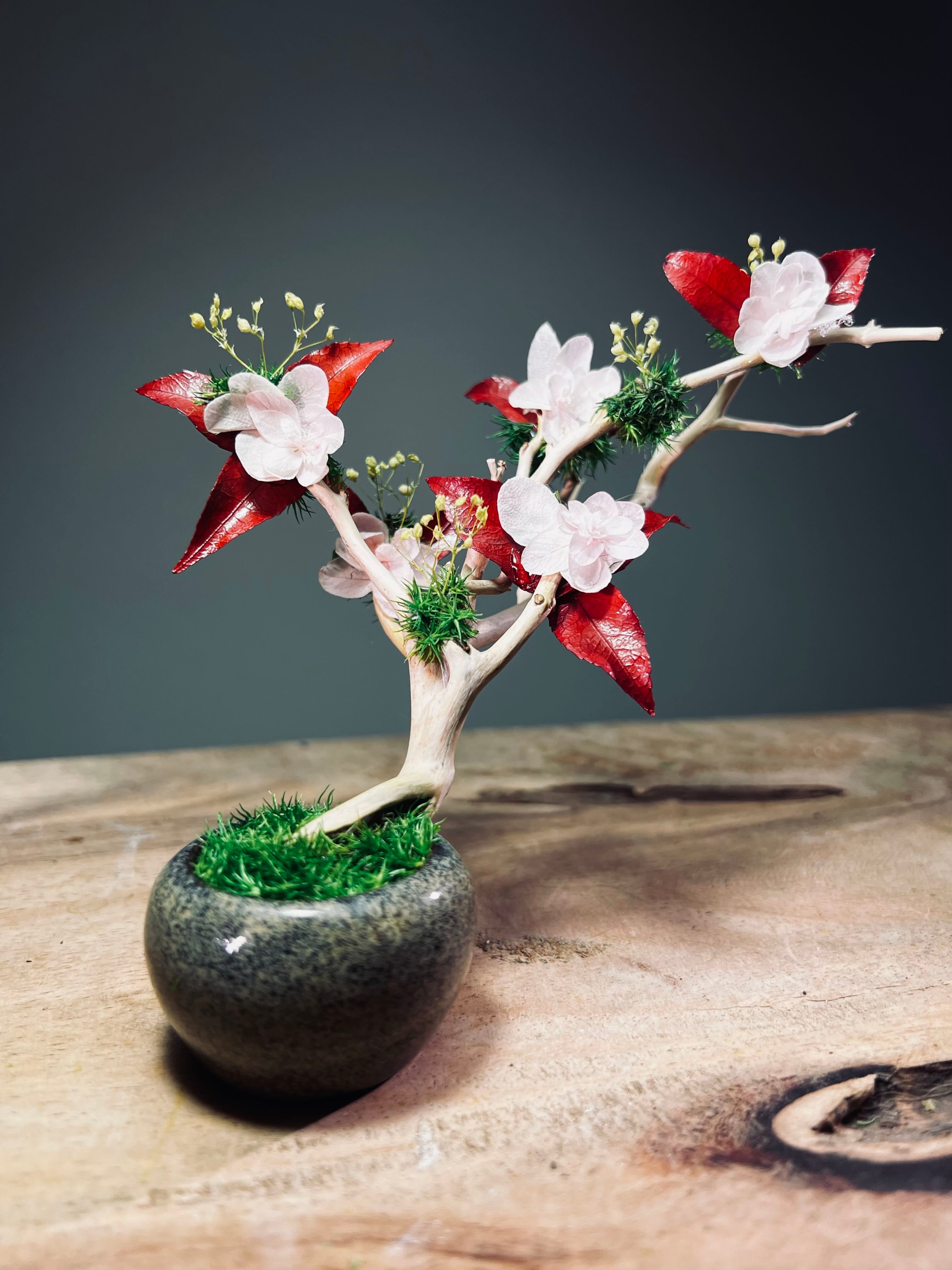 A Small Tree in the East - Star Blossom (Preserved Plants)