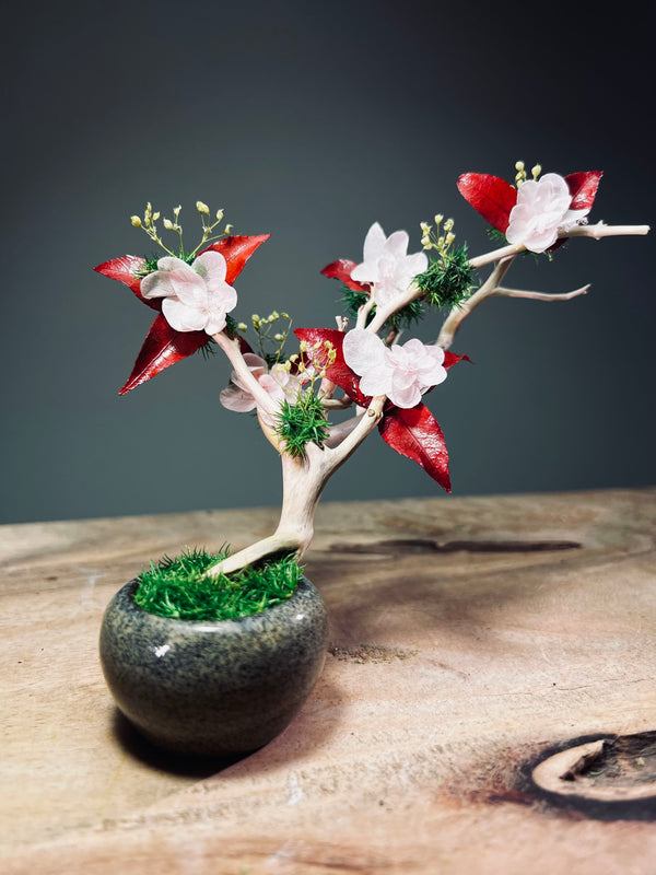 A Small Tree in the East - Star Blossom (Preserved Plants)