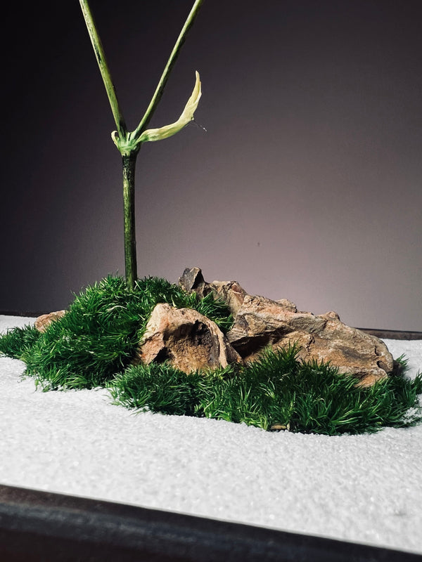 Snowfall - Larger version (Preserved Plants)