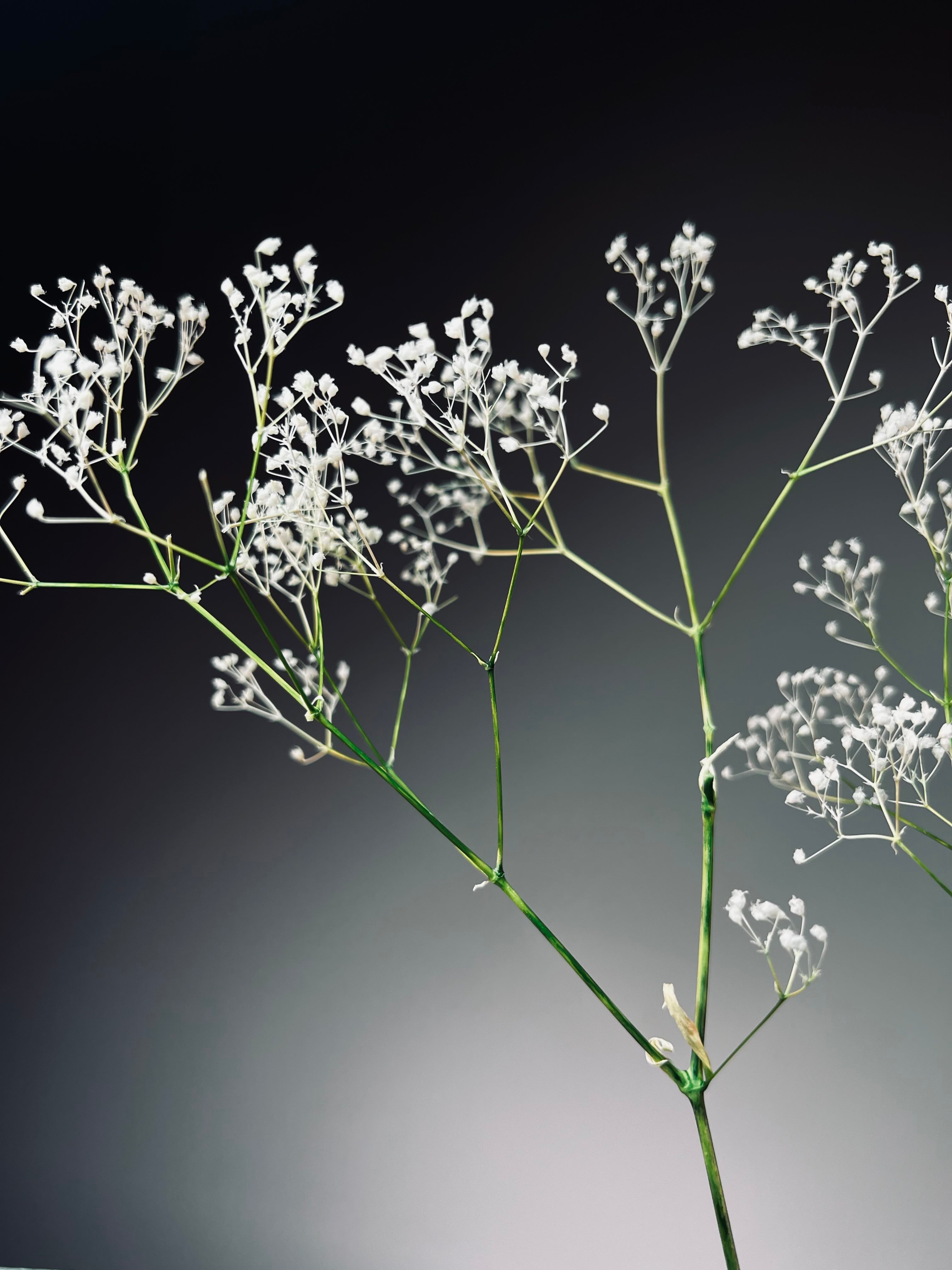 Snowfall - Larger version (Preserved Plants)