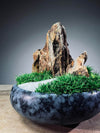 Angel's Landing - Mini version (Preserved Plants)
