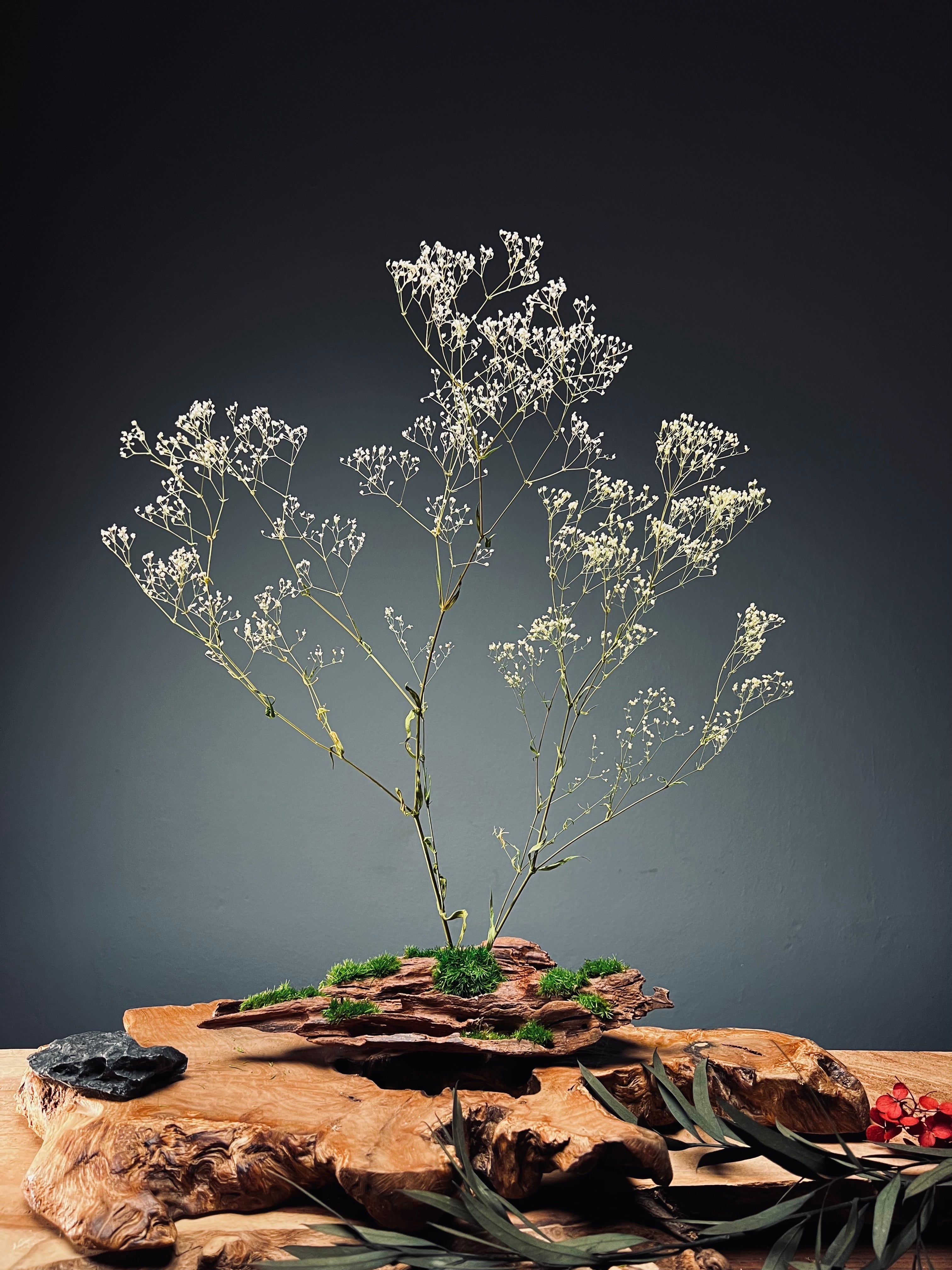 Baby's Dreams (Preserved Plants)