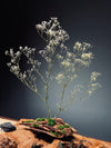 Baby's Dreams (Preserved Plants)