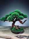 Greenwood - Freshman (Preserved Plants)