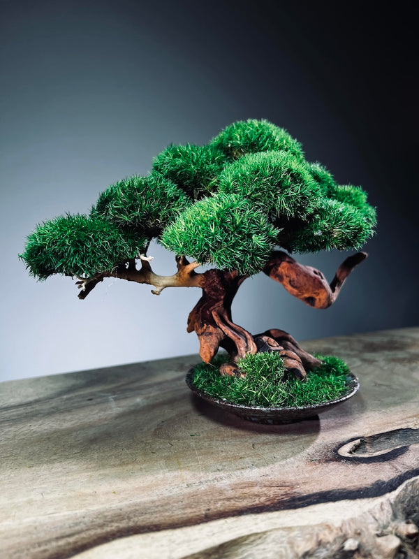 Greenwood - Freshman (Preserved Plants)