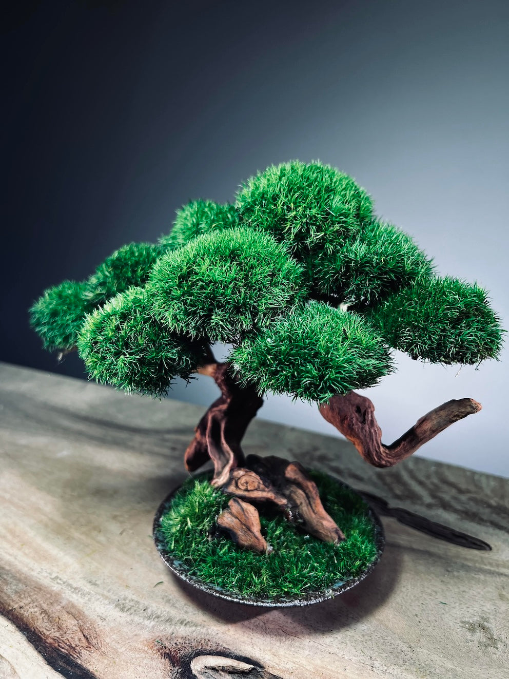 Greenwood - Freshman (Preserved Plants)