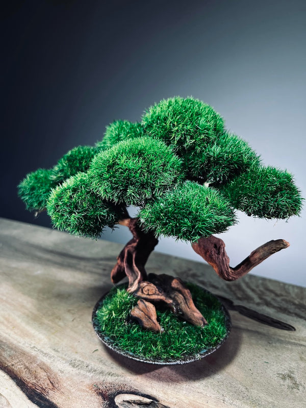 Greenwood - Freshman (Preserved Plants)