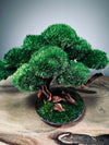Greenwood - Freshman (Preserved Plants)