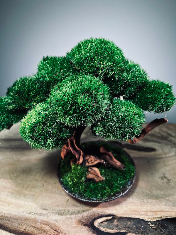 Greenwood - Freshman (Preserved Plants)