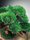 Greenwood - Freshman (Preserved Plants)