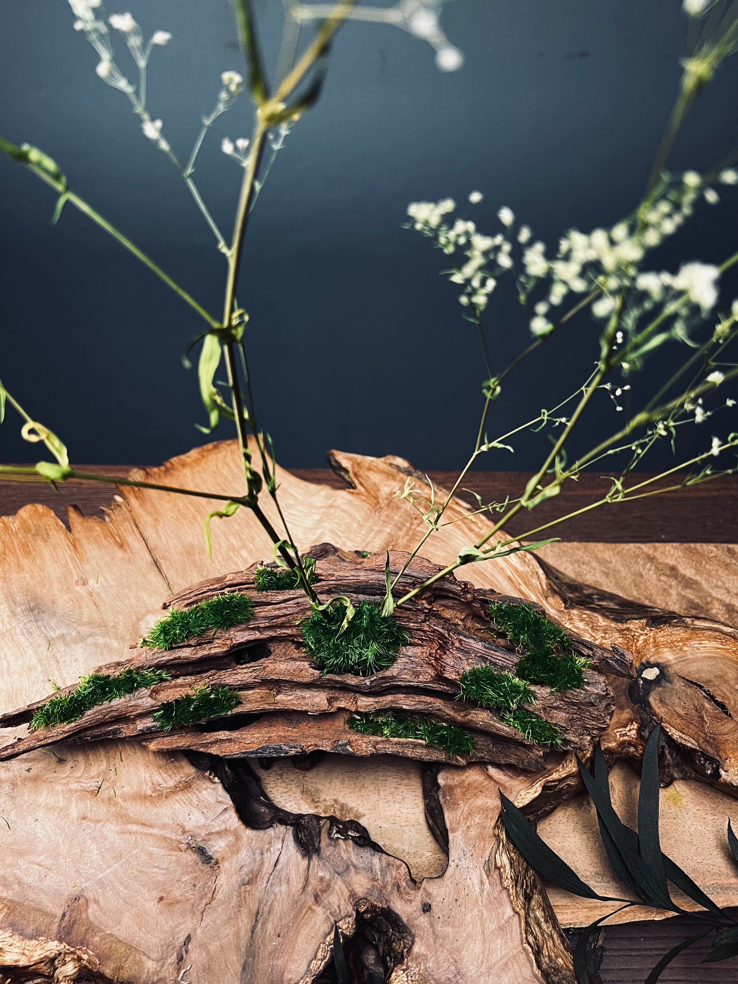 Baby's Dreams (Preserved Plants)
