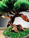 Greenwood - Freshman (Preserved Plants)