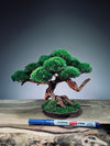 Greenwood - Freshman (Preserved Plants)