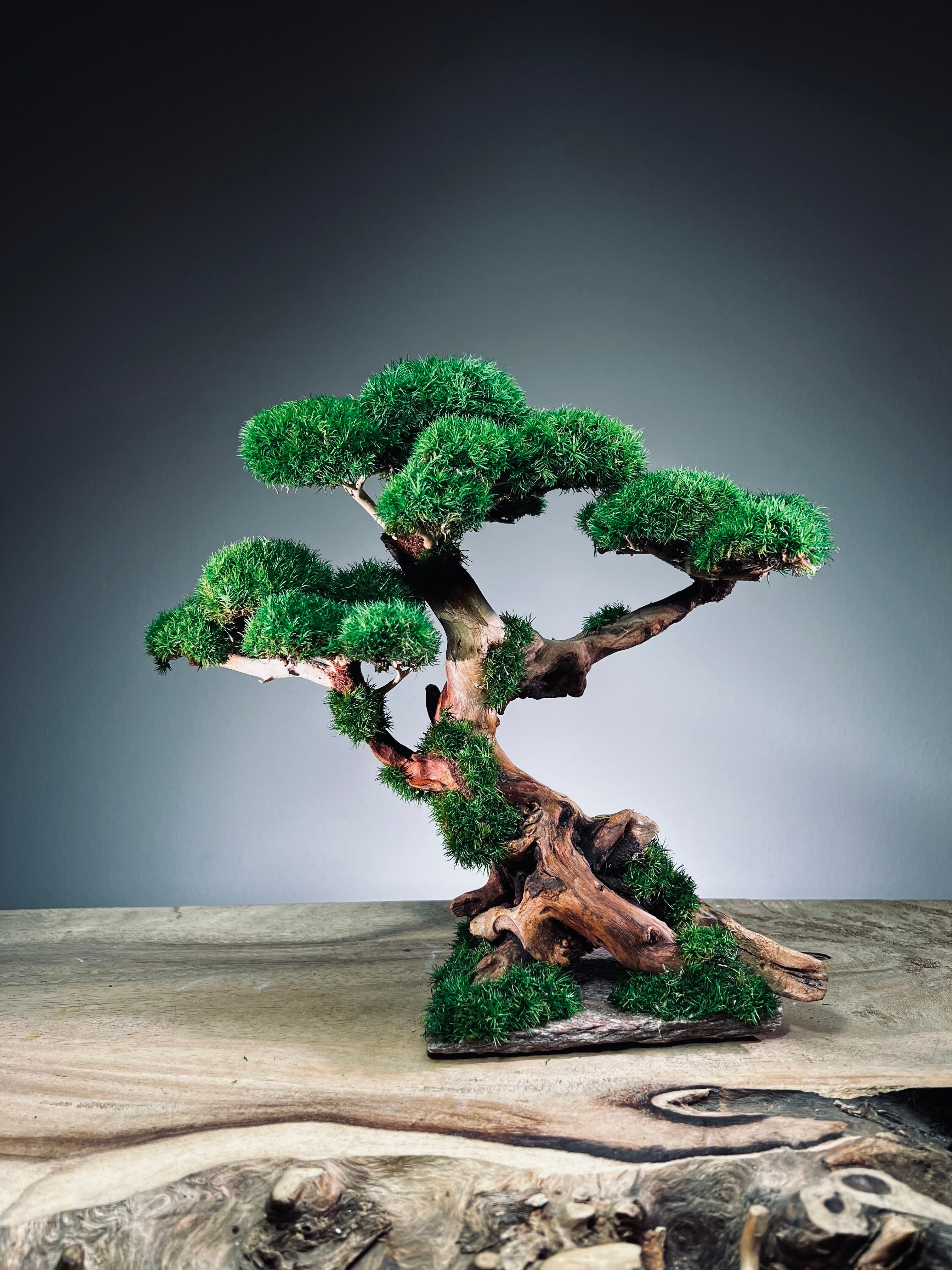 Greenwood (Preserved Plants)