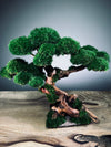 Greenwood (Preserved Plants)