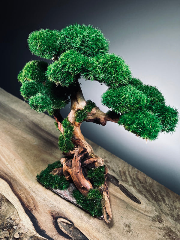 Greenwood (Preserved Plants)