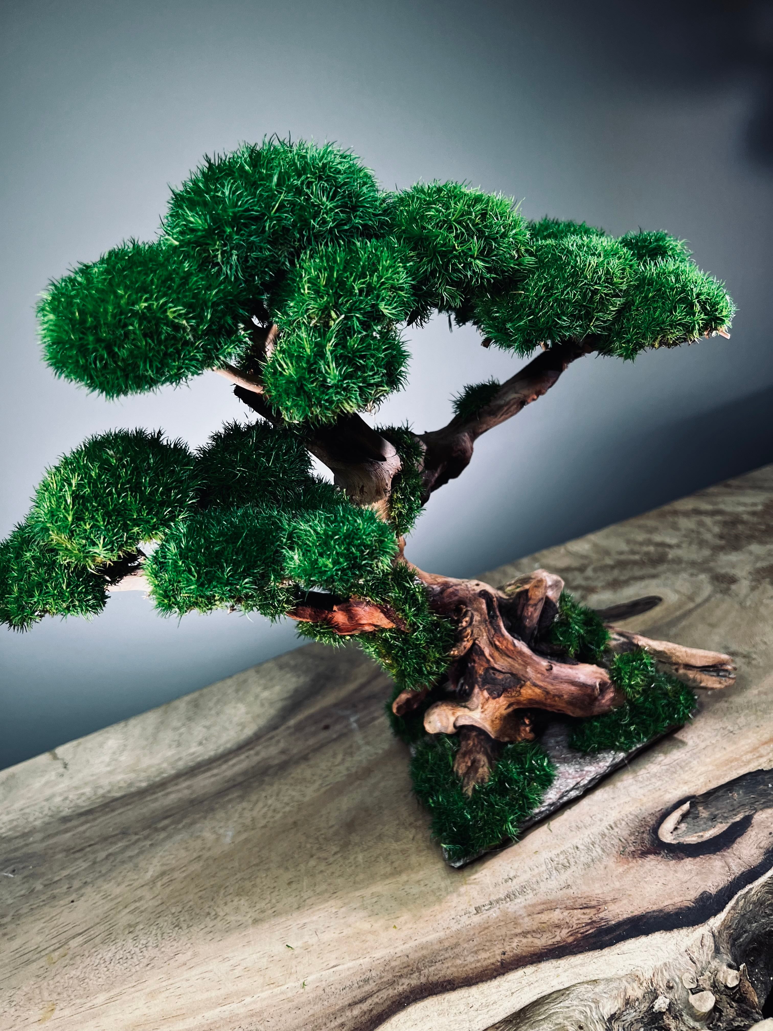 Greenwood (Preserved Plants)