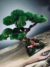 Greenwood (Preserved Plants)