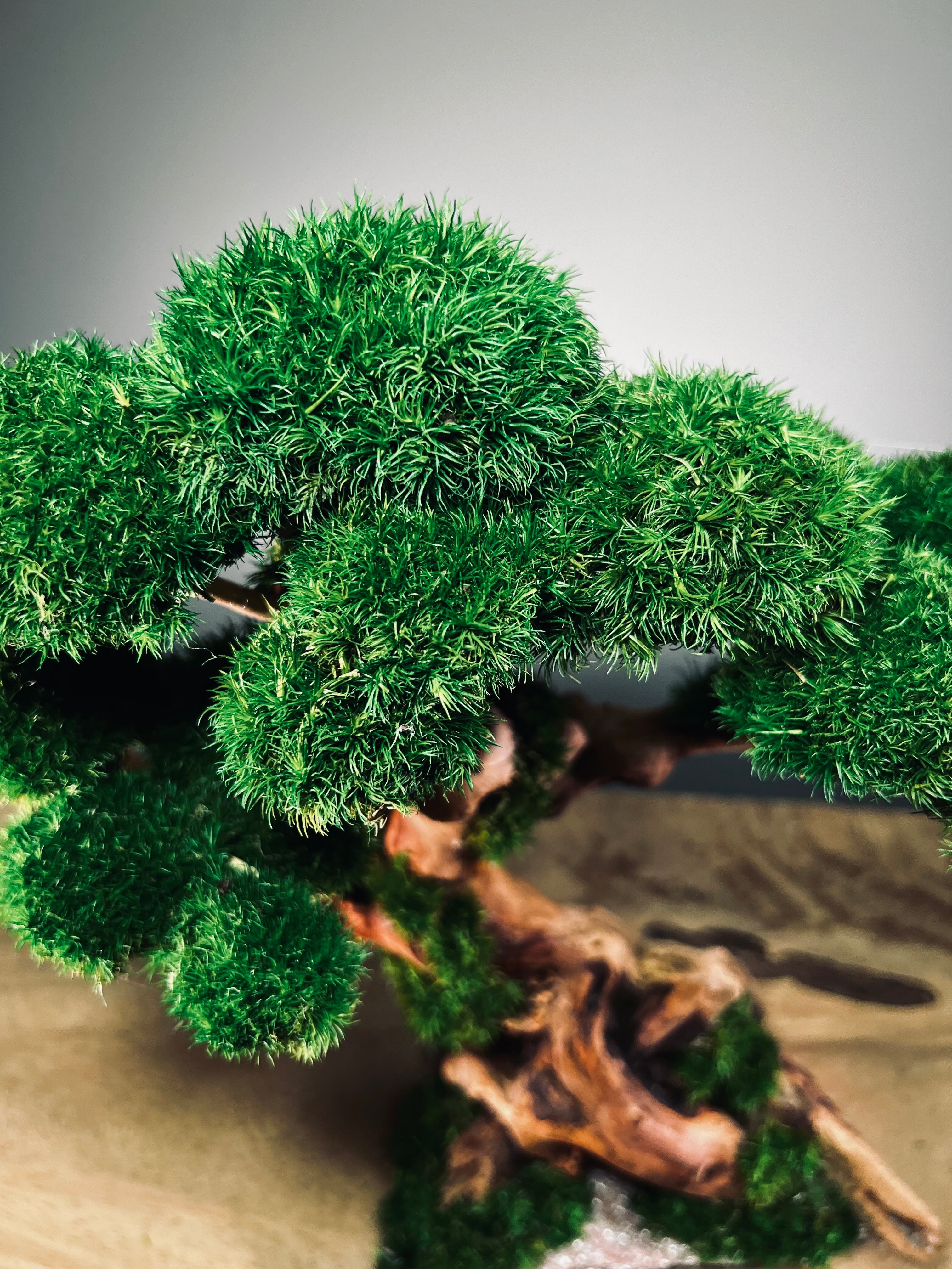Greenwood (Preserved Plants)