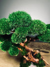 Greenwood (Preserved Plants)