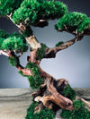 Greenwood (Preserved Plants)