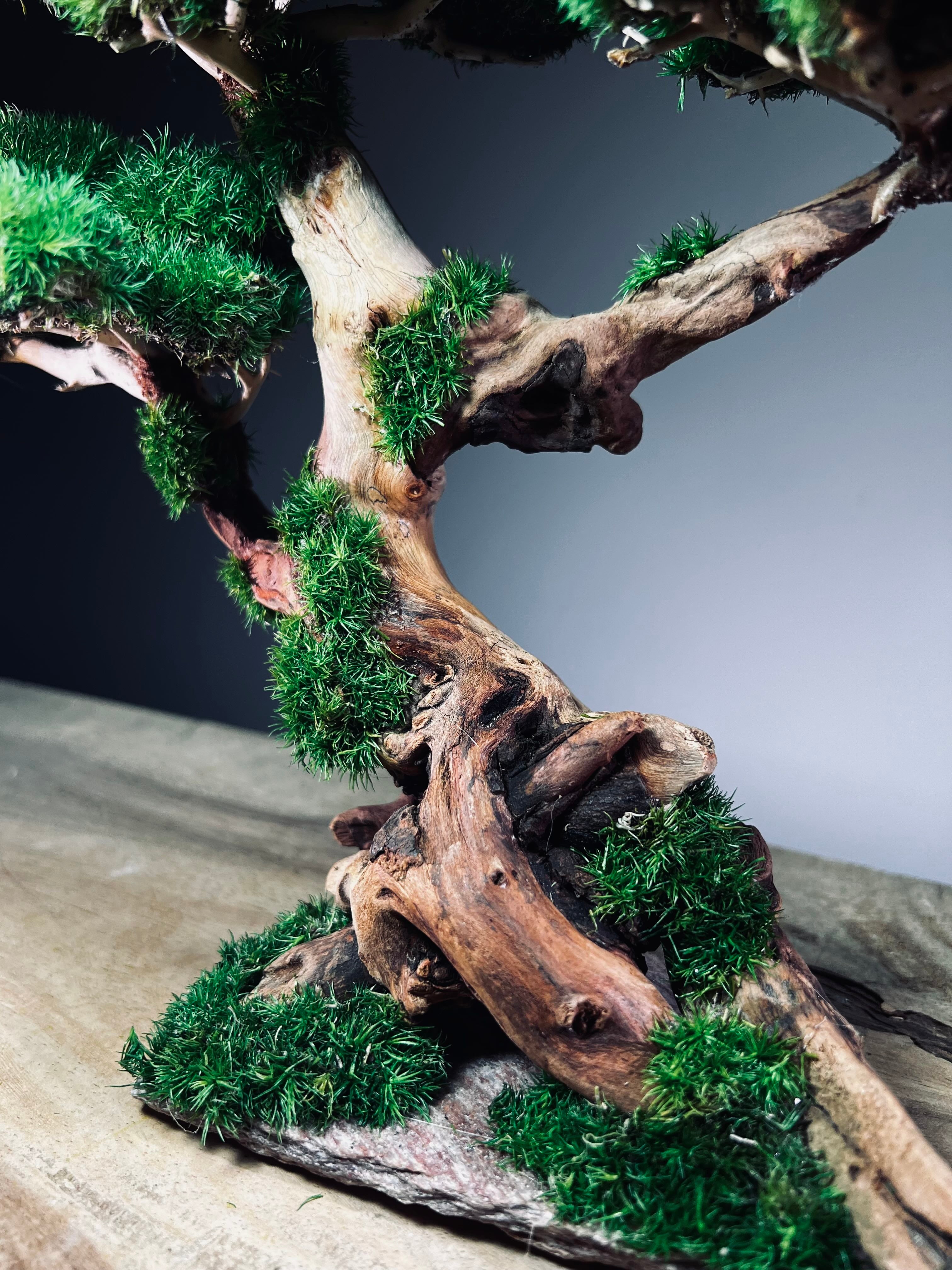 Greenwood (Preserved Plants)