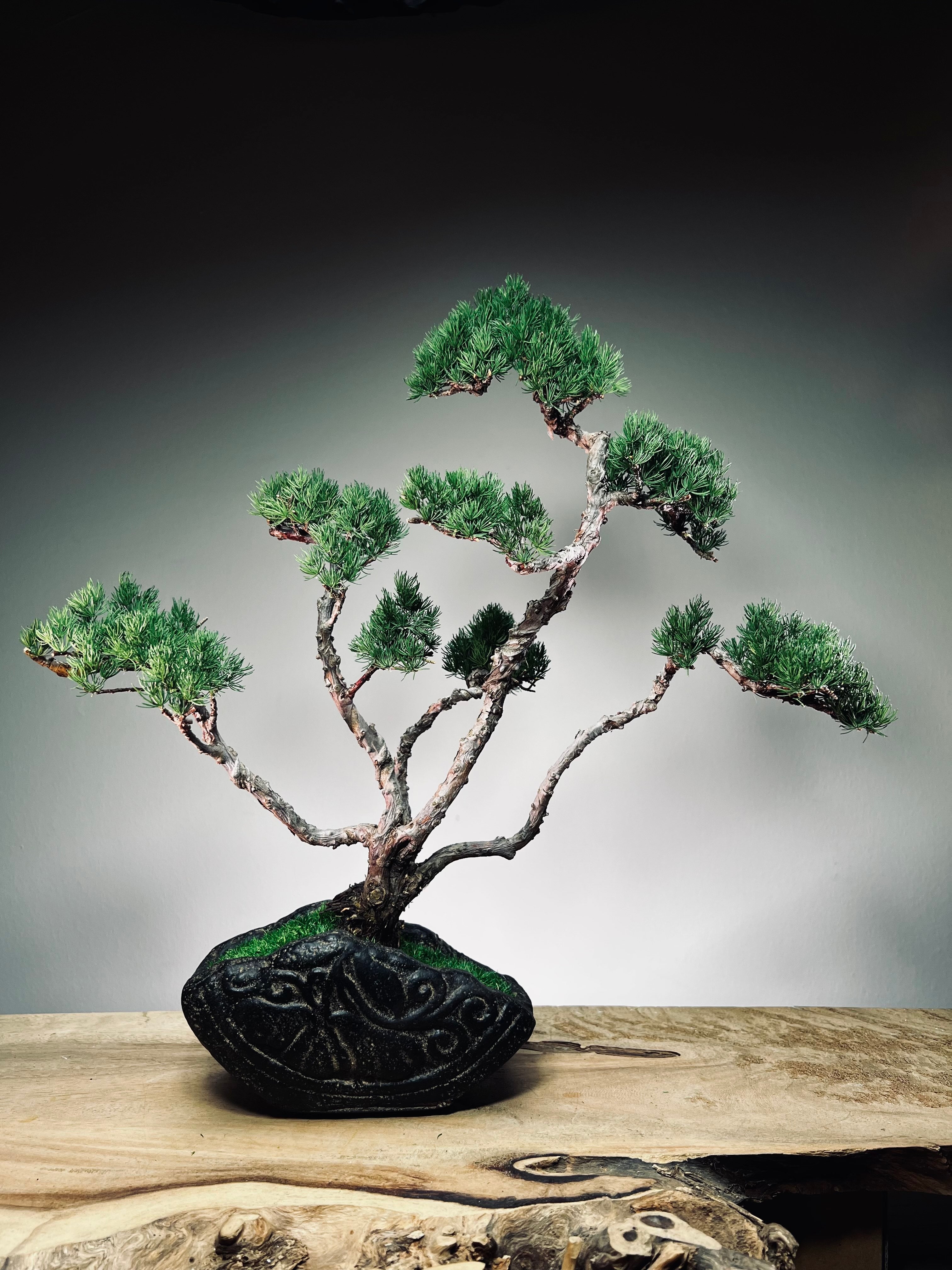 Lone Pine - Jin (Preserved Plants)