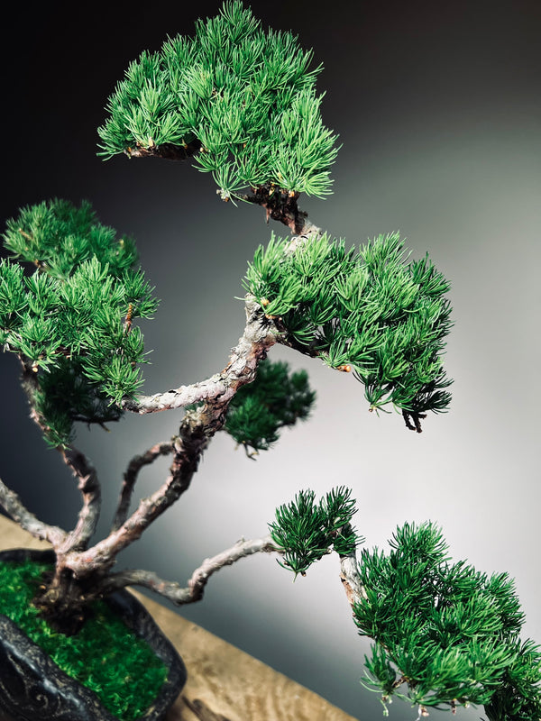 Lone Pine - Jin (Preserved Plants)