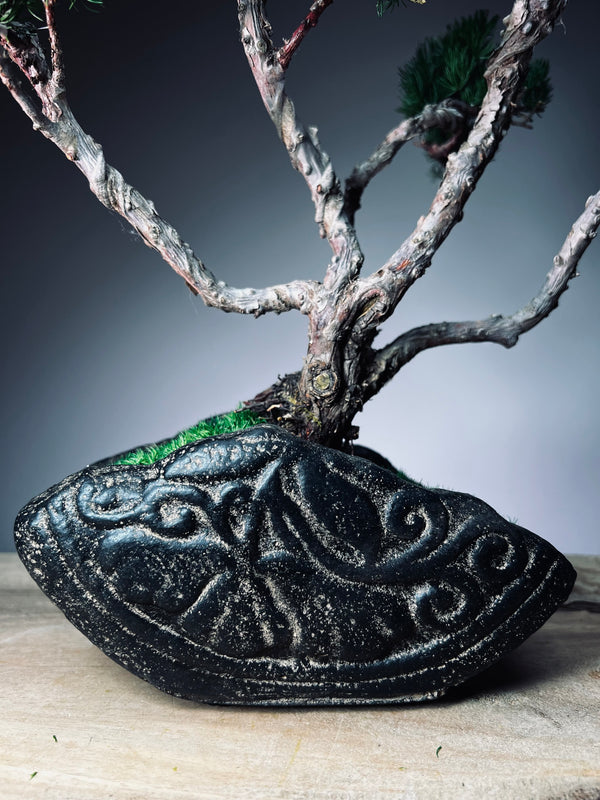 Lone Pine - Jin (Preserved Plants)