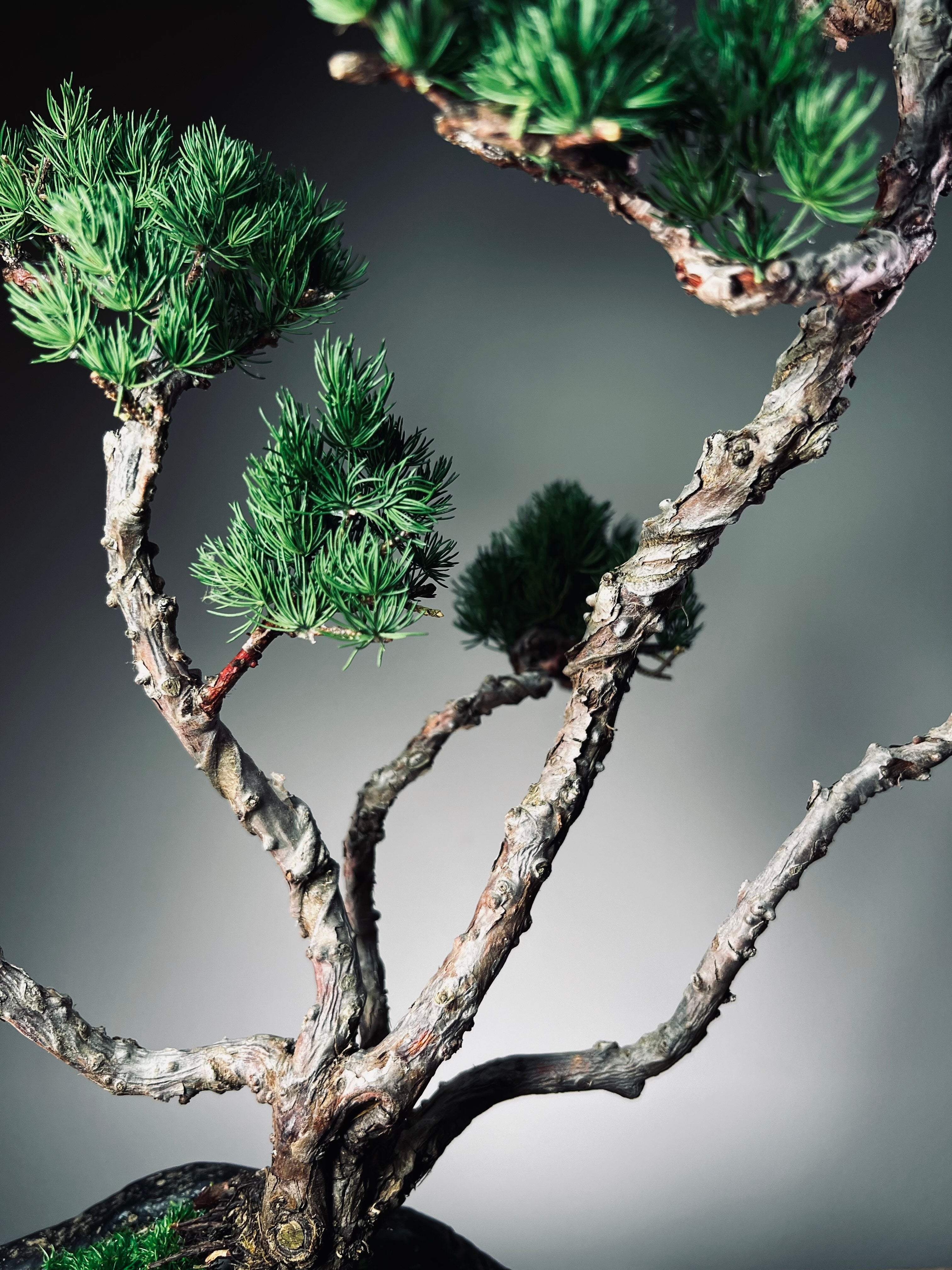 Lone Pine - Jin (Preserved Plants)