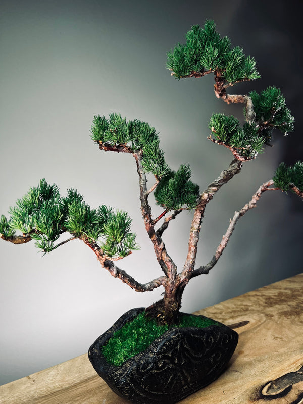 Lone Pine - Jin (Preserved Plants)