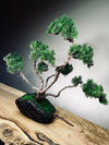 Lone Pine - Jin (Preserved Plants)