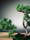 Lone Pine - Jin (Preserved Plants)