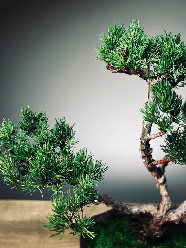 Lone Pine - Jin (Preserved Plants)