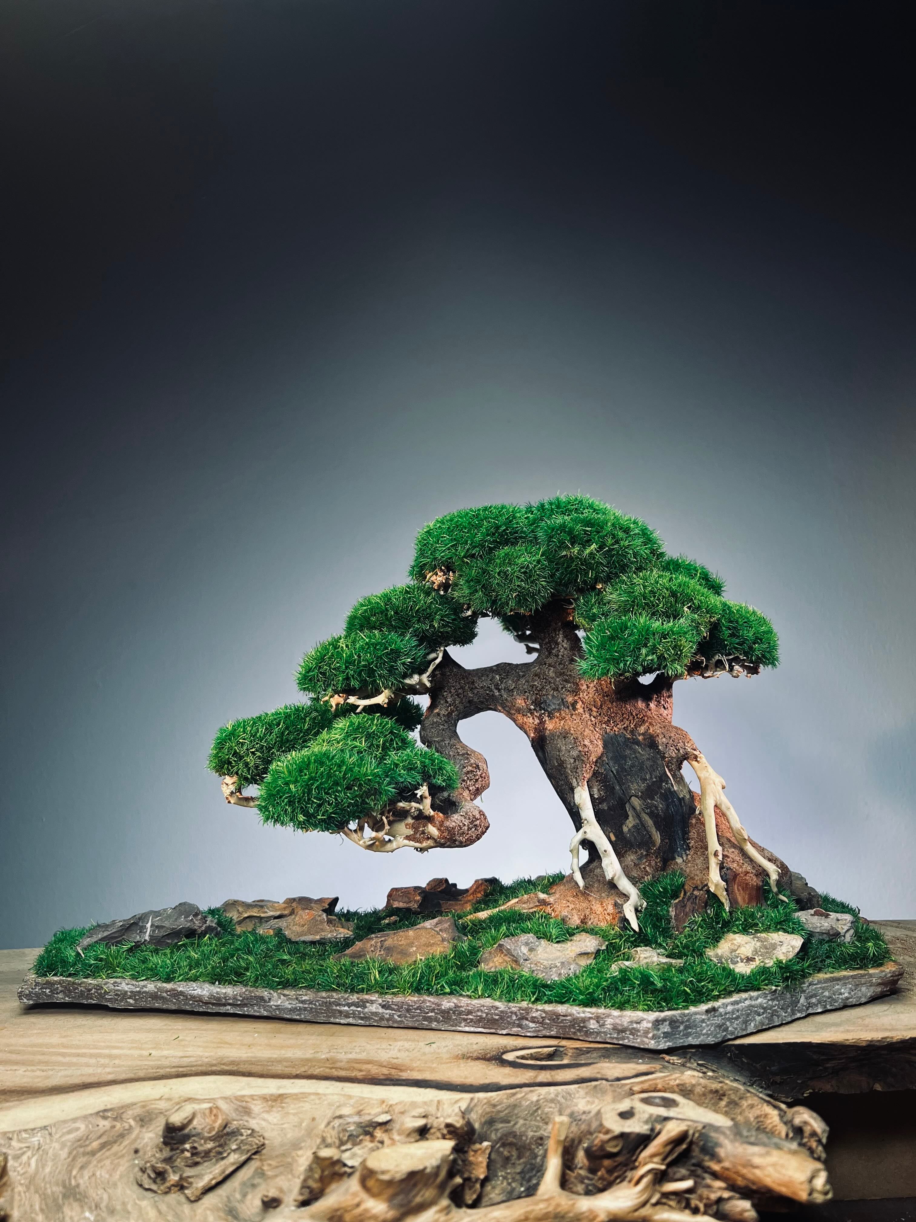 Old Guard - Smaller version (Preserved Plants)