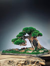 Old Guard - Smaller version (Preserved Plants)