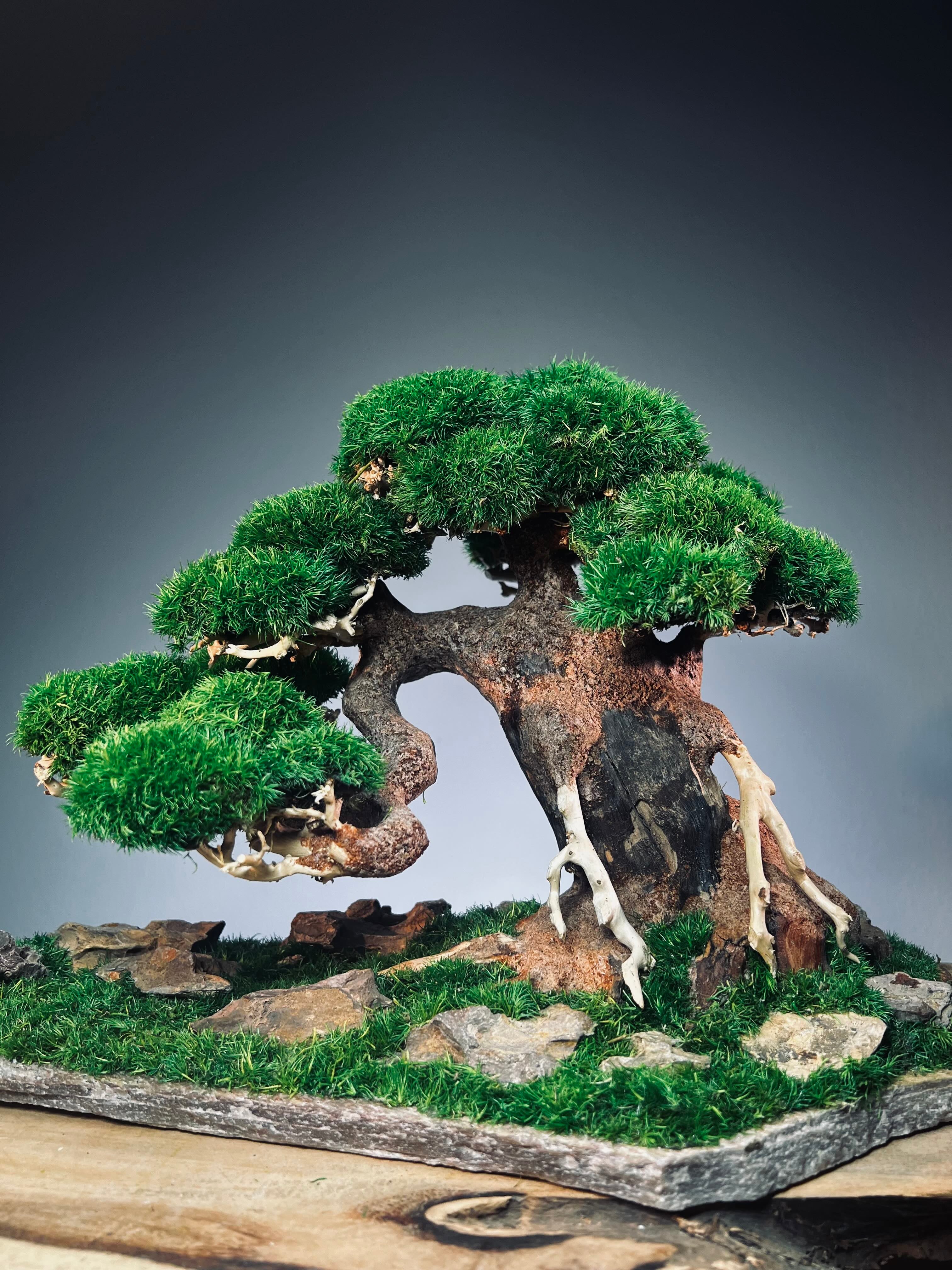 Old Guard - Smaller version (Preserved Plants)