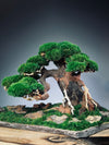 Old Guard - Smaller version (Preserved Plants)