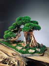 Old Guard - Smaller version (Preserved Plants)