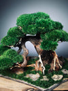 Old Guard - Smaller version (Preserved Plants)