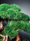 Old Guard - Smaller version (Preserved Plants)