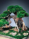 Old Guard - Smaller version (Preserved Plants)