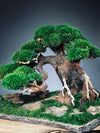 Old Guard - Smaller version (Preserved Plants)
