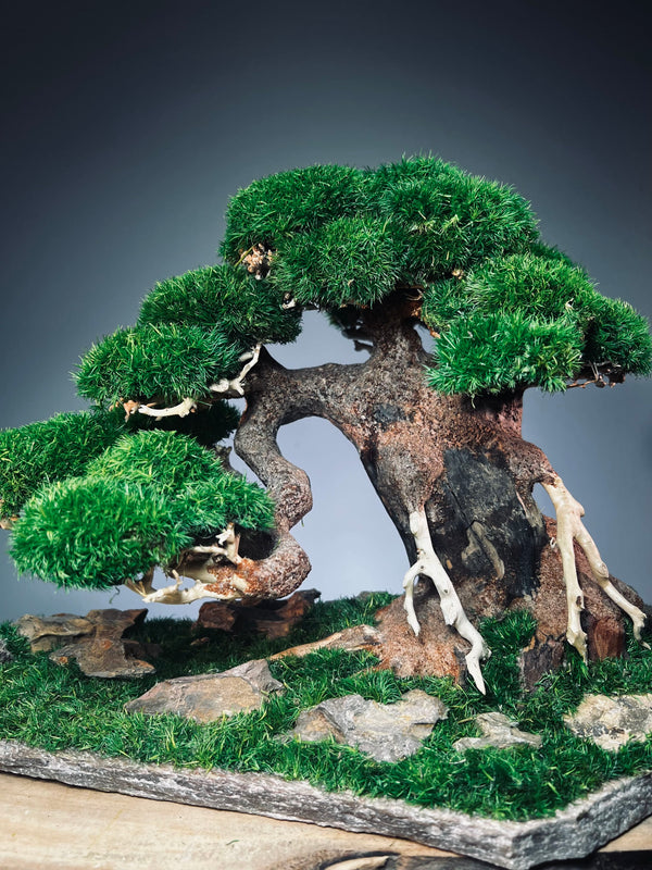 Old Guard - Smaller version (Preserved Plants)